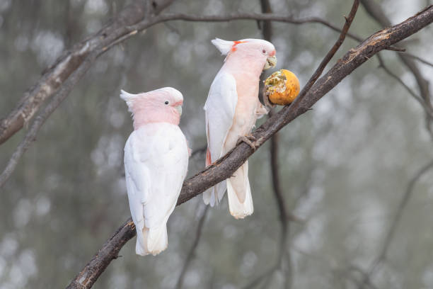 Taxon name: Eastern Pink Cockatoo (recently renamed from Major Mitchell's Cockatoo)\nTaxon scientific name: Cacatua leadbeateri leadbeateri\nLocation: Cunnamulla, Queensland, Australia