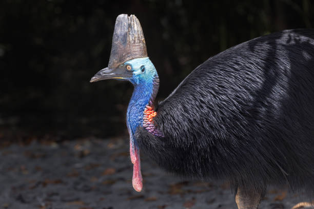 Taxon name: Southern Cassowary\nTaxon scientific name: Casuarius casuarius\nLocation: Cairns, Queensland, Australia