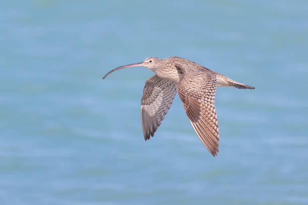 Taxon name: Far Eastern Curlew\nTaxon scientific name: Numenius madagascariensis\nLocation: Newcastle, New South Wales, Australia