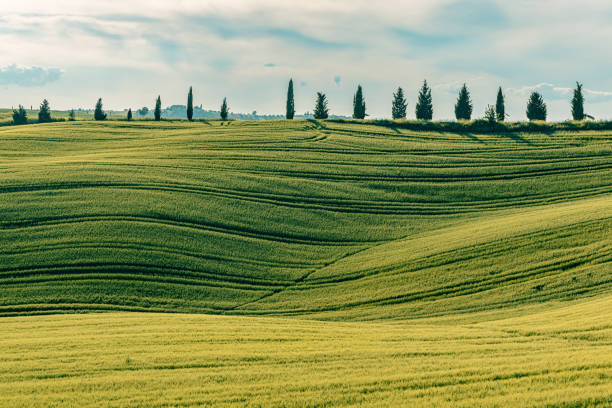 istock Spring landcape of Tuscany, Val d'Orcia, Italy 1481591276