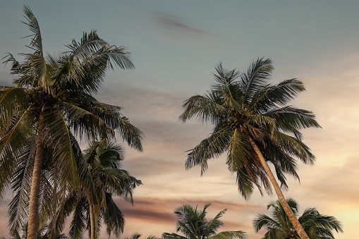 Tropical natural landscape with coconut palm trees at sky background, amazing tropic scenery. Concept of summer vacation and travel holiday. Fantastic sunrise for vacation design. Copy ad text space