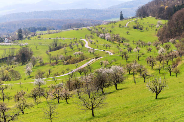 Pnaorama of blooming cherry trees with white flower blossom in spring season