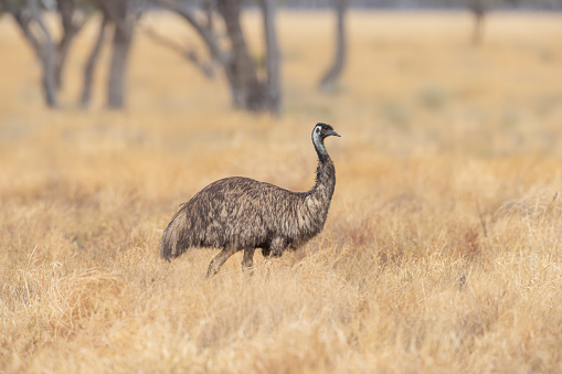 Taxon name: Mainland Emu\nTaxon scientific name: Dromaius novaehollandiae novaehollandiae\nLocation: Gundabooka National Park, New South Wales, Australia