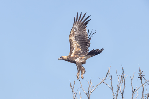 Taxon name: Mainland Wedge-tailed Eagle\nTaxon scientific name: Aquila audax audax\nLocation: Sturt National park, New South Wales, Australia