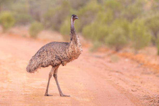 emu, parque nacional gundabooka, nsw, australia - flightless fotografías e imágenes de stock
