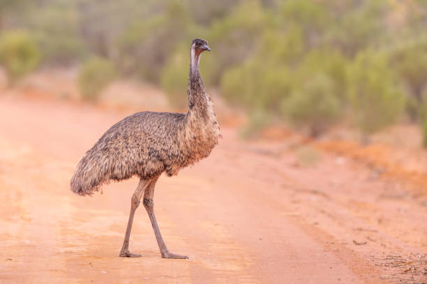 emu, gundabooka national park, nsw, australia - flightless imagens e fotografias de stock