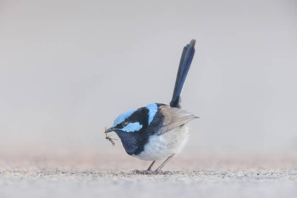 Superb Fairy-wren, New South Wales, Australia stock photo