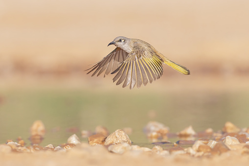 Taxon name: Eastern Brown Honeyeater\nTaxon scientific name: Lichmera indistincta ocularis\nLocation: Mount Isa, Queensland