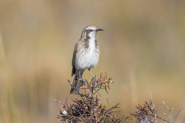 istock Tawny-crowned Honeyeater, NSW, Australia 1481592958