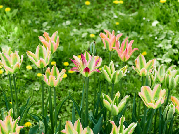 fond de tulipes sauvages en fleurs - lady tulip photos et images de collection