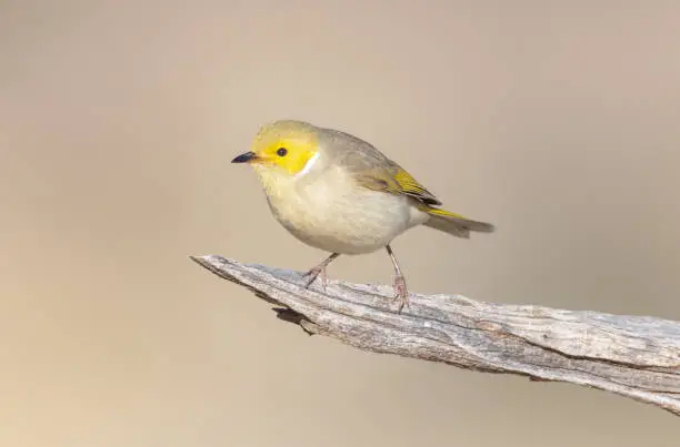 Taxon name: Eastern White-plumed Honeyeater
Taxon scientific name: Ptilotula penicillata penicillata
Location: Sturt National Park, New South Wales, Australia