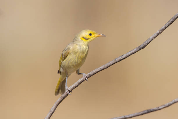Taxon name: Mainland Yellow-tinted HoneyeaterTaxon scientific name: Ptilotula flavescens flavescensLocation: Broome, WA, Australia