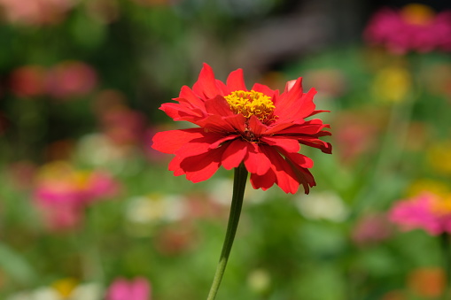 zinnia elegans flowers are red, orange, white, yellow, violet. This flower is widely spread in the tropics. grows wild as a shrub also used as an ornamental plant. clump of zinnia flowers.