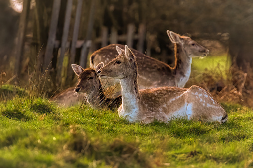 Fallow deer relaxing but still looking left and right to be sure they are safe. Richmond Park, Richmond, United Kingdom.