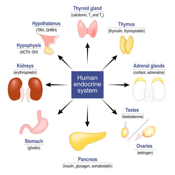 endocrine system. glands and hormones. human endocrine system. glands and hormones. set icons. vector illustration erythropoietin stock illustrations
