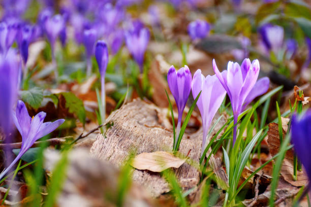 istock purple crocus blooming among the grass 1481594896