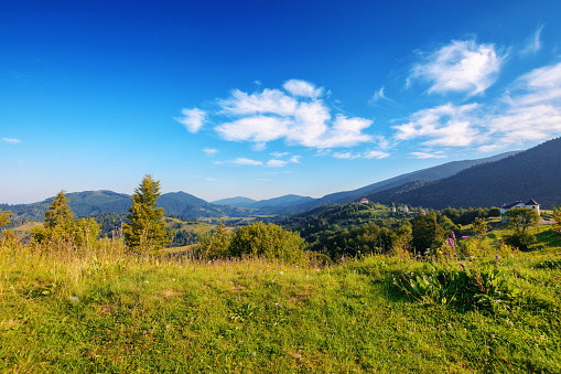 Idyllic green alpine pasture with view on the mountains and pine forest.