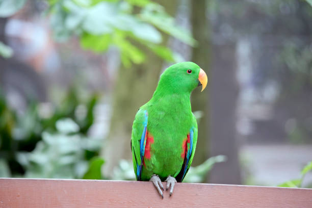istock the male eclectus parrot is resting 9on a bench 1481595735