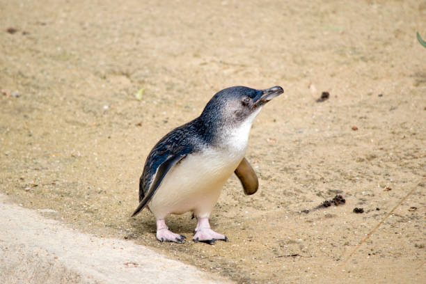 istock the fairy penguin is a black and white seabird that cannot fly 1481595852