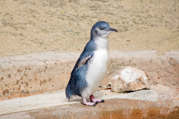 istock the fairy penguin is a black and white seabird that cannot fly 1481595865
