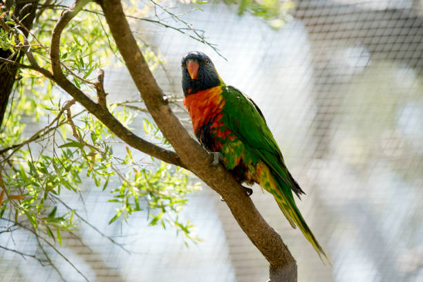 istock the rainbow lorikeet is a colorful bird 1481595923