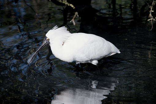 this is a side view of a royal spoonbill wading in water