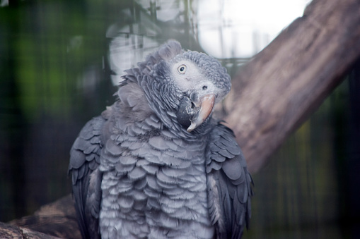 the young African grey parrot has a large cream bill and white mask enclosing a black eye