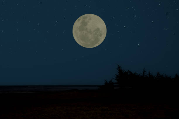 istock Full moon on the sky with tree branch silhouette. 1481596398