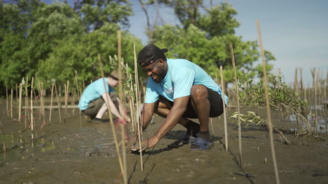 African Male Volunteer Planting Young Tree