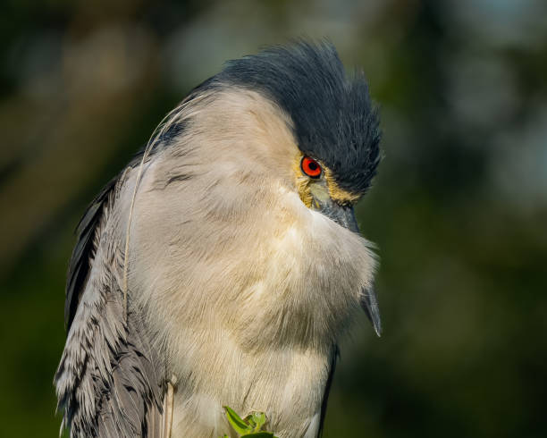 Black-crowned Night Heron Black-crowned Night Heron Profile black crowned night heron nycticorax nycticorax stock pictures, royalty-free photos & images