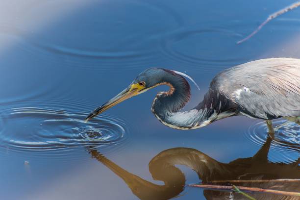 bela garça tricolor fica em um lago, delicadamente pegando um peixe em seu bico. - tricolored heron - fotografias e filmes do acervo