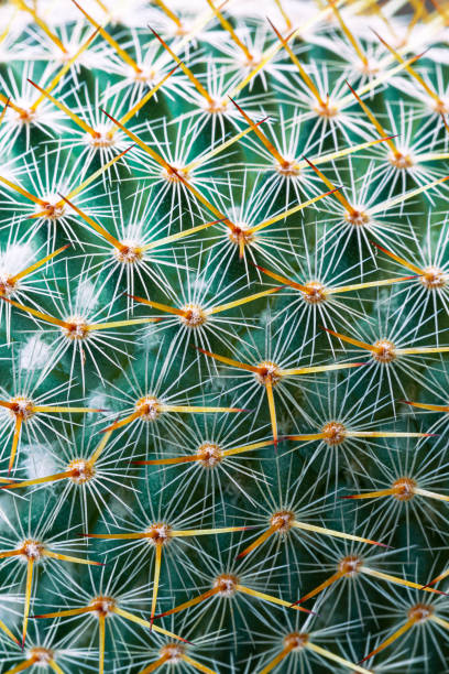 istock Macro cactus thorns,Close-up of thorns on cactus, background cactus with spines 1481599446