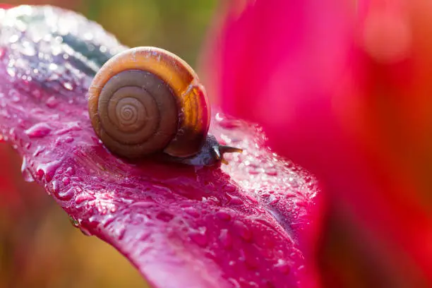 Photo of Snail crawling on leaf,Abstract drops of water on flower leaf,Africa, Thailand, Animal, Animal Shell, Animal Wildlife