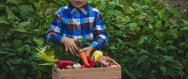 boy with a box of vegetables in the garden. Selective focus