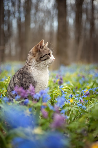 Photo of a striped cat in a blooming spring garden.