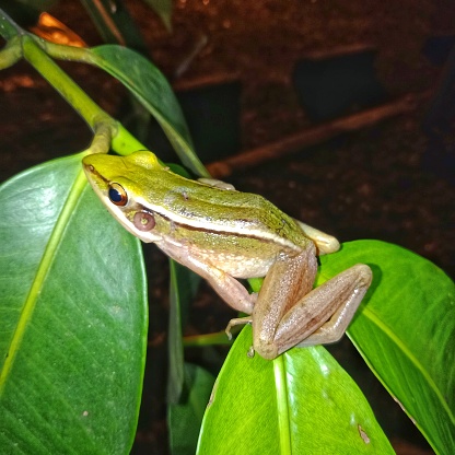 The Green Paddy Frog is very abundant in the marshes, rice paddy fields and slow moving streams of southeast Asia including Brunei, Cambodia, Indonesia, Laos, Malaysia, Myanmar, Singapore, Thailand and Vietnam. The Green Paddy Frog is a small, primarily nocturnal (but with some activity during the day, at dawn and dusk) terrestrial frog.