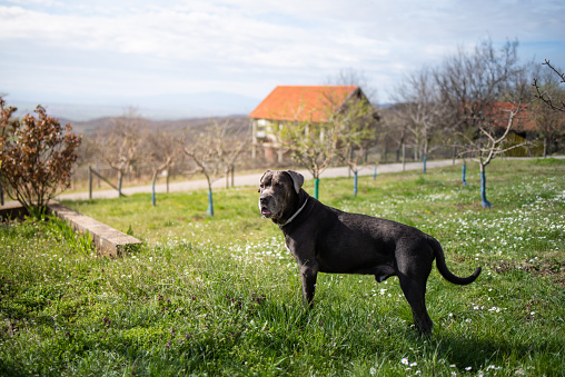 Portrait of an American bully puppy on a background of green foliage of trees. Walking a small dog. A dog on a leash is walking on the street.