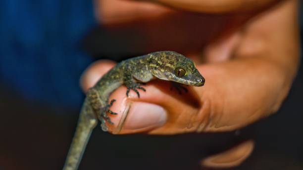 istock Cyrtodactylus marmoratus (Marbled bow-fingered gecko) 1481601776