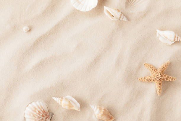 Sandy beach for travel vacation with exotic seashells and starfish as natural textured background for aesthetic summer design stock photo