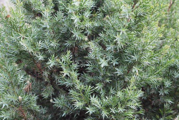 istock Close up on Juniperus chinensis Stricta texture background. 1481603760
