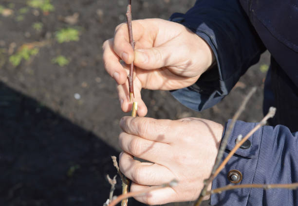 istock Gardener grafting fruit apple tree close up. Grafting tree branches. 1481603889