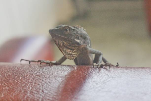 istock Skinny lizard try camouflage to black 1481607257