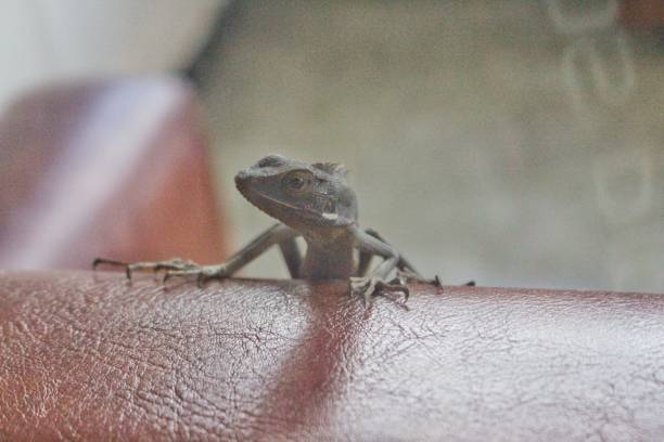 istock Black skinny lizard camouflage 1481607338