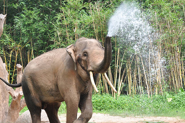 The elephant ejecting water The Asian elephant ejects and spray water by the jungle. yunnan province stock pictures, royalty-free photos & images