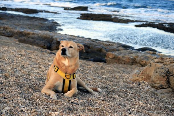 My Canaan dog lays on the sand close to flat rocks at a seashore facing the sun. On the background, the sea water washes rocks.