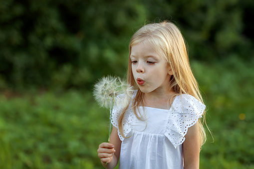lovely girl with blond hair blowing on a big dandelion. Allergy free concept