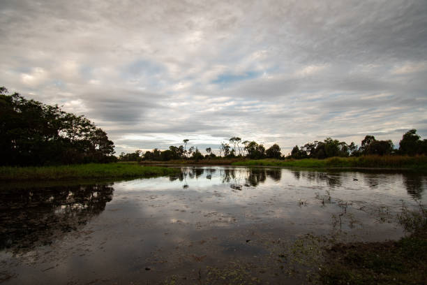 istock Lake in the wetlands 1481608918