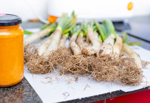 long onions ready to be roasted in chimney,  Catalonian tradition - Calçots stock photo