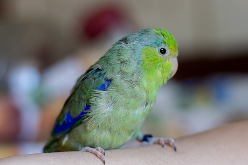 Pacific parakeet. Close-up of a house forpus on a woman's hand.