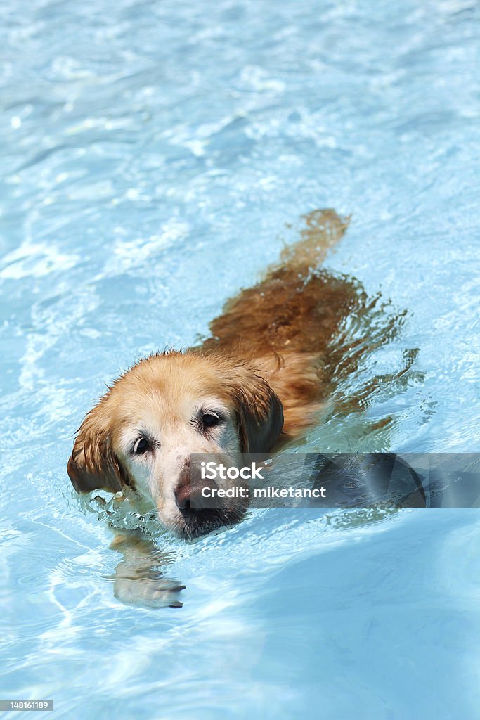 A golden retriever dog swimming in clear waters A golden retriever dog swimming in a clear blue waters, front facing. Animal Stock Photo